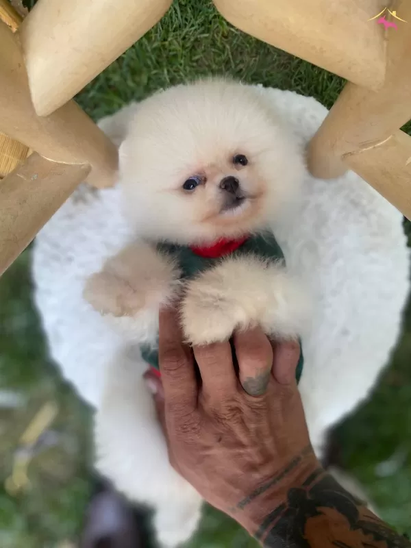 Ust Duzey Kaliteli Pomeranian Boo Yavrularımız