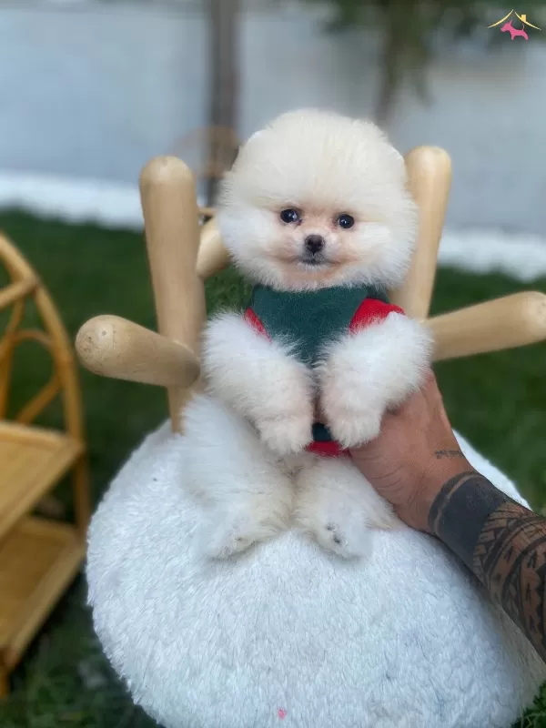 Ust Duzey Kaliteli Pomeranian Boo Yavrularımız