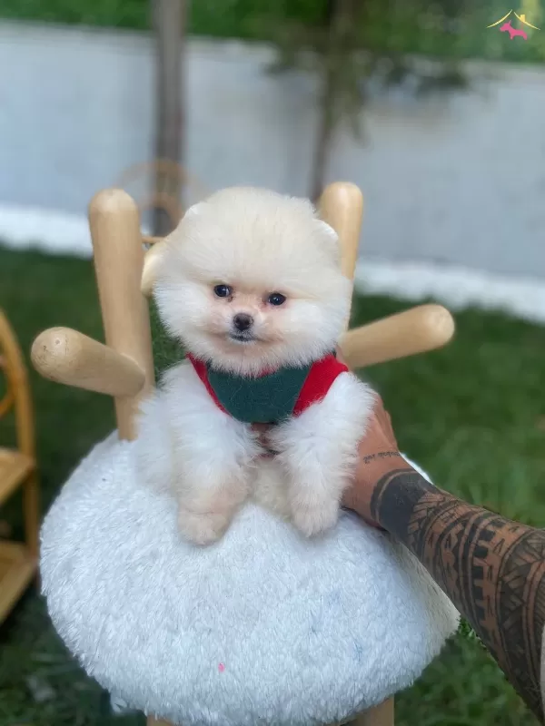 Ust Duzey Kaliteli Pomeranian Boo Yavrularımız