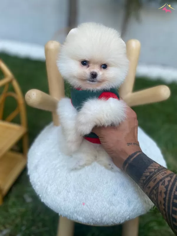 Ust Duzey Kaliteli Pomeranian Boo Yavrularımız