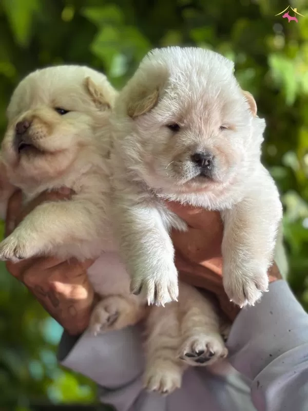 Muhteşem Efsane Cin Aslanı Chow Chow Yavrularımız