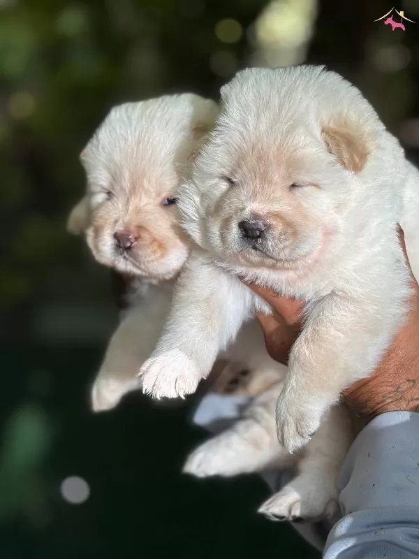 Muhteşem Efsane Cin Aslanı Chow Chow Yavrularımız
