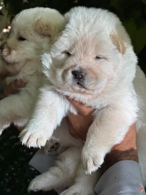 Muhteşem Efsane Cin Aslanı Chow Chow Yavrularımız