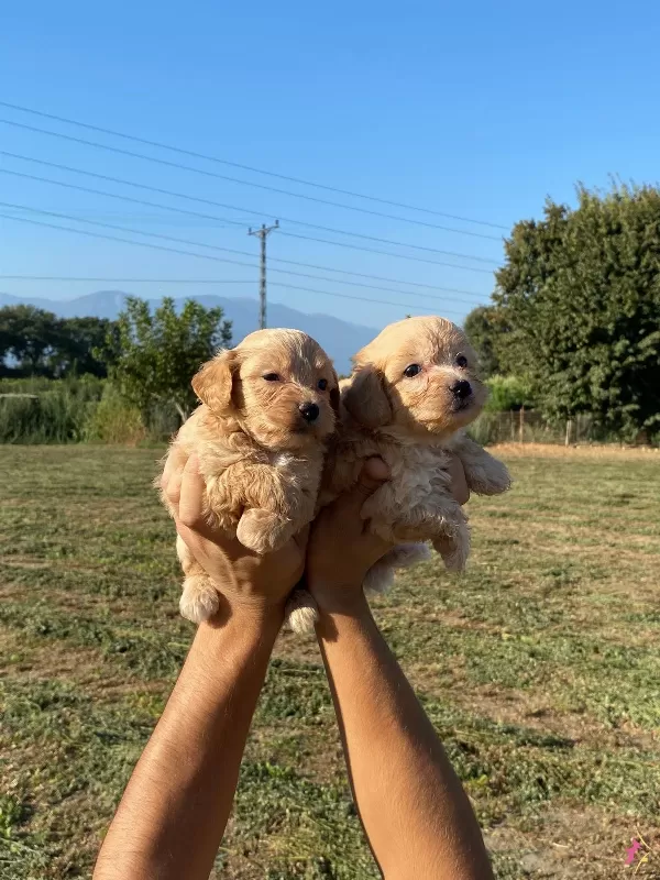 Şirin Maltipoo Bebekler