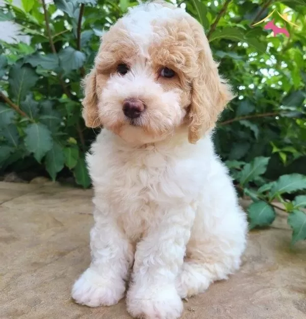Dunyanın En Zeki Dizayn Irkı Labradoodle F1b