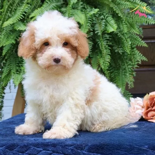 Dunyanın En Zeki Dizayn Irkı Labradoodle F1b
