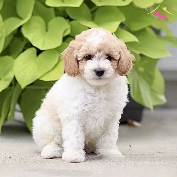 Dunyanın En Zeki Dizayn Irkı Labradoodle F1b