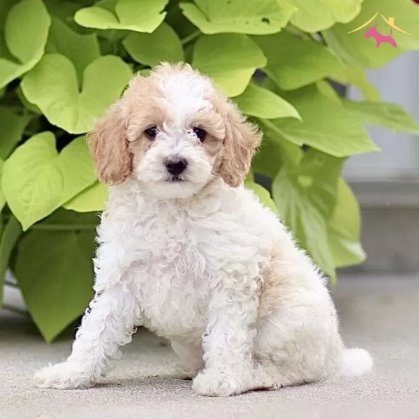 Dunyanın En Zeki Dizayn Irkı Labradoodle F1b