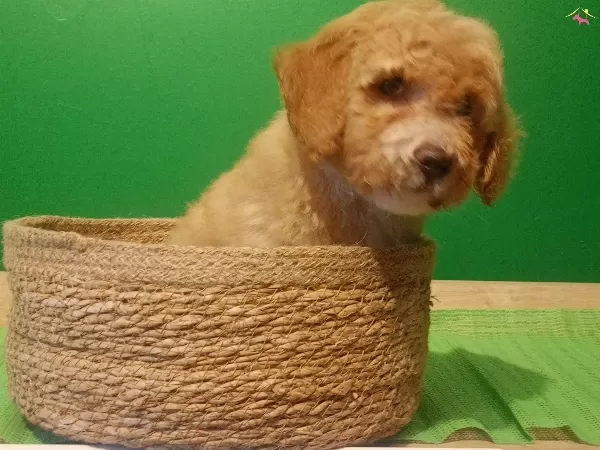 Uretim Ciftliginden Poodle Ayarında Maltipoo Bebekler