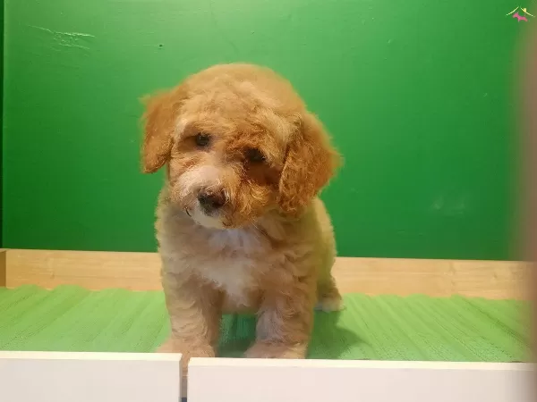 Uretim Ciftliginden Poodle Ayarında Maltipoo Bebekler