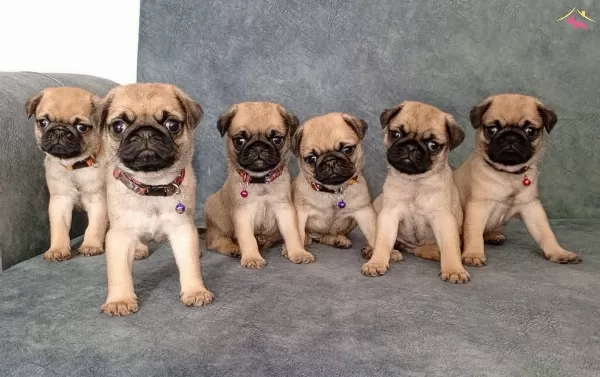 Micro Boy Pug Yavrular