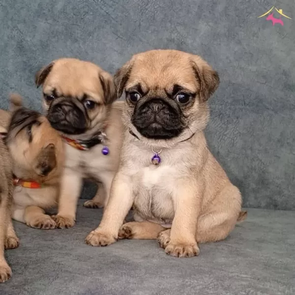Micro Boy Pug Yavrular