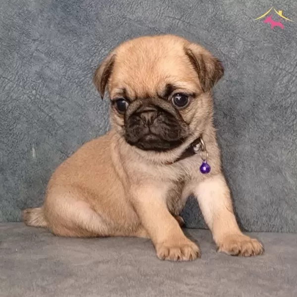 Micro Boy Pug Yavrular