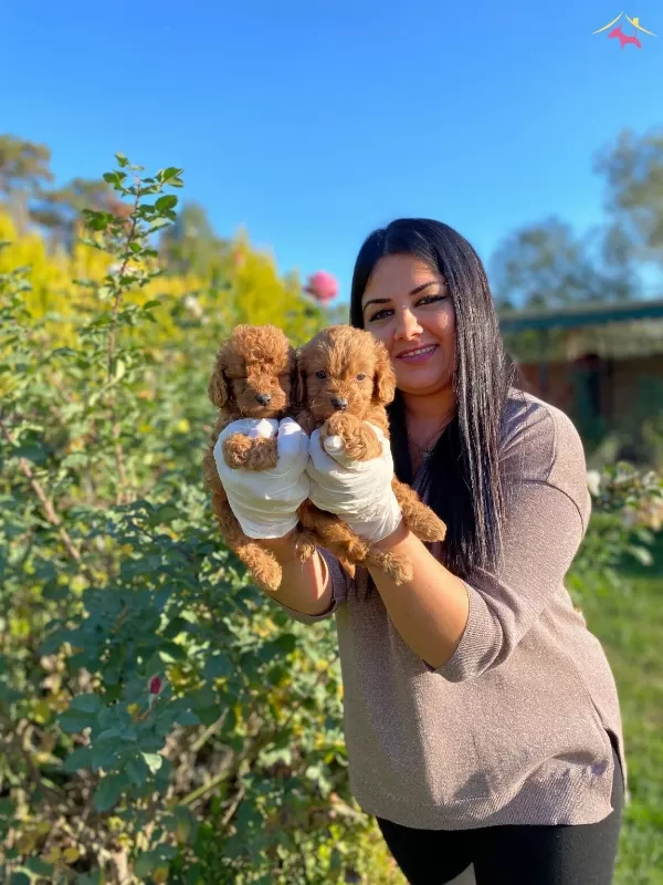 Mukemmell Toy Poodle Yavrularımız