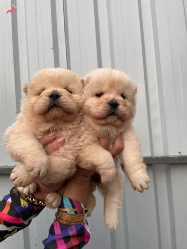 Orijinal Chow Chow Yavrularımız