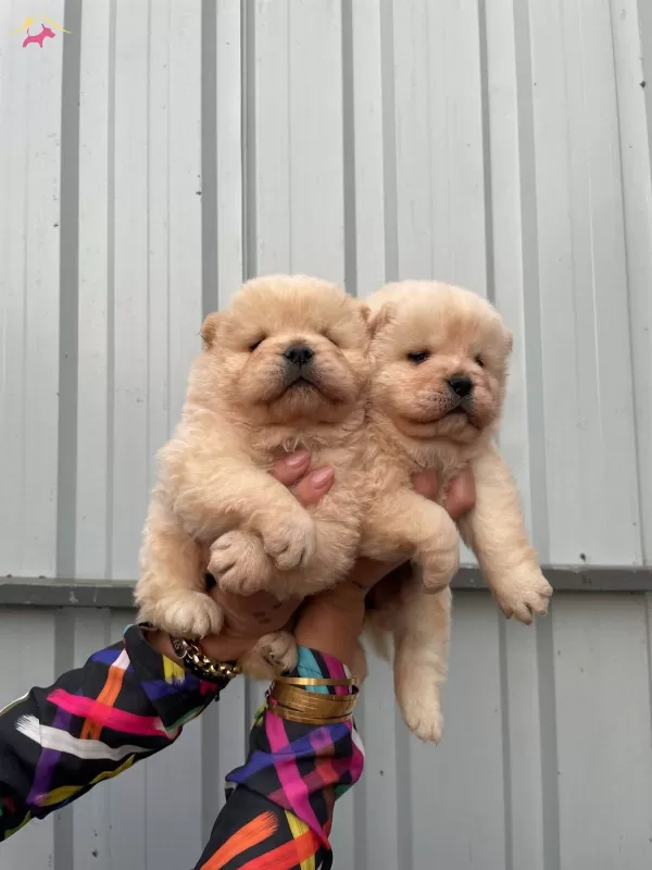 Orijinal Chow Chow Yavrularımız