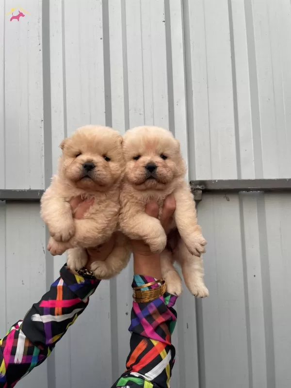 Orijinal Chow Chow Yavrularımız