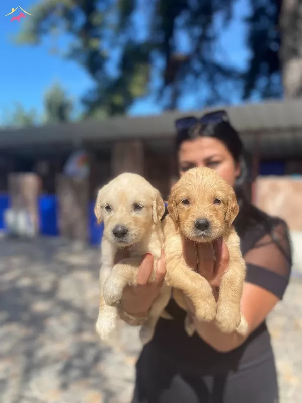 Baby Face Golden Retriever Yavrularımız