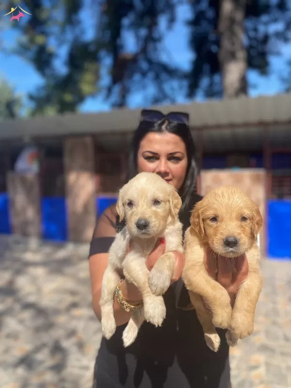 Baby Face Golden Retriever Yavrularımız