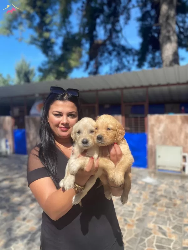 Baby Face Golden Retriever Yavrularımız