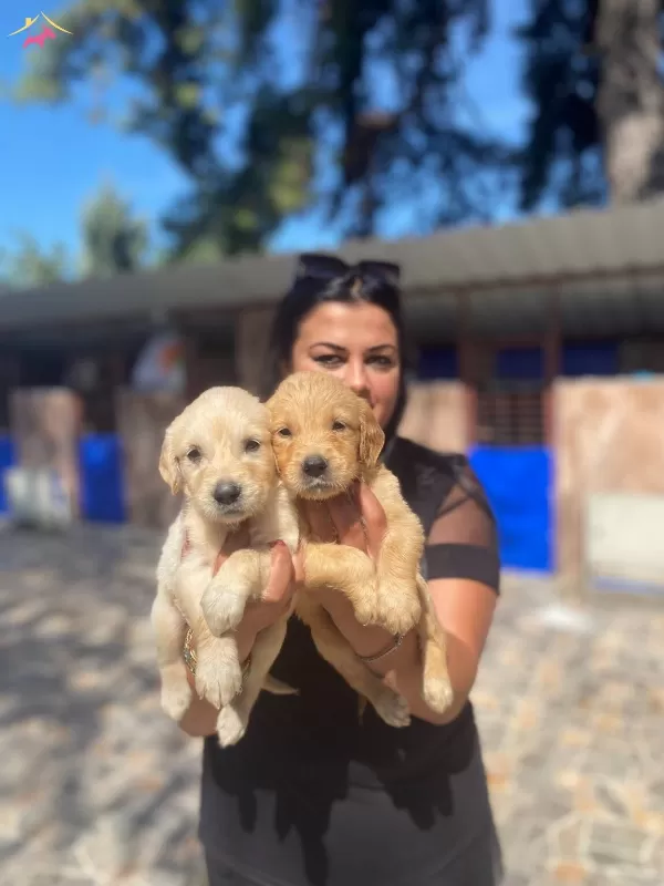 Baby Face Golden Retriever Yavrularımız