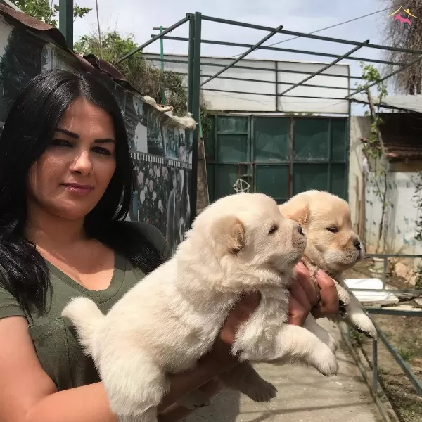 Ayı Surat Safkan Cin Aslanı Yavrularımız