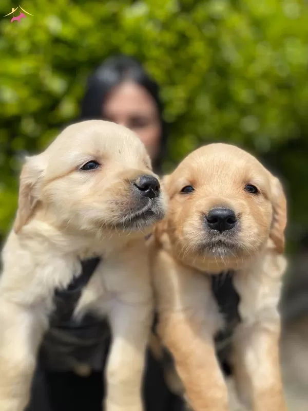 Safkan Golden Retriever Yavrularım