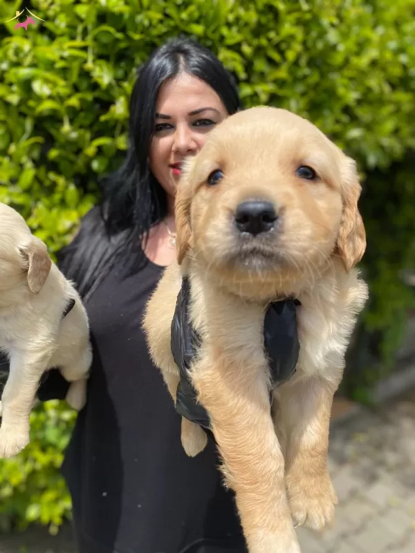 Safkan Golden Retriever Yavrularım
