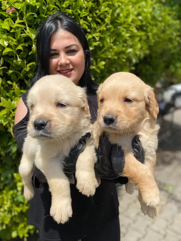 Safkan Golden Retriever Yavrularım