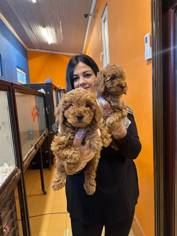 Irk Garantili Harika Toy Poodle Yavrularım