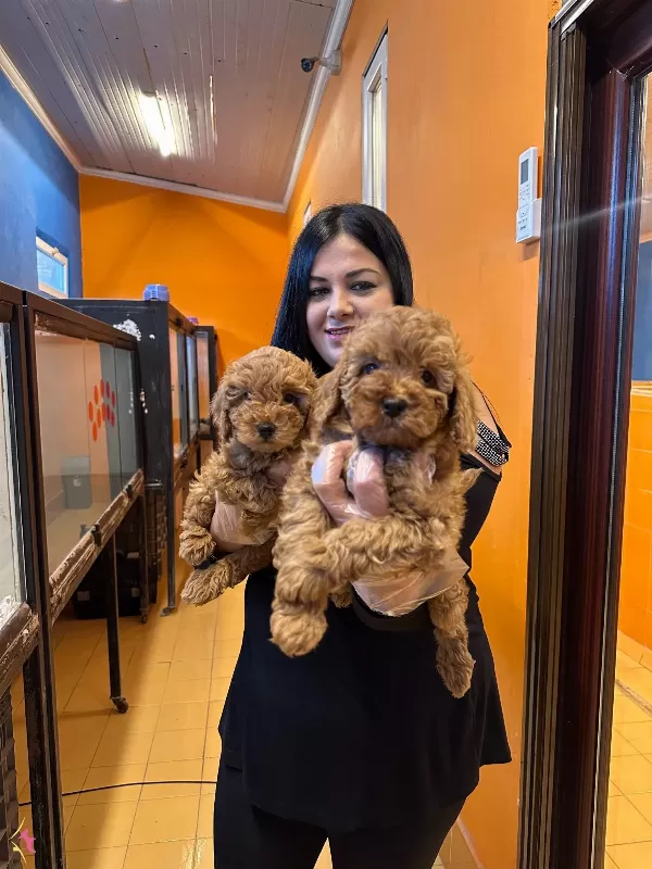 Irk Garantili Harika Toy Poodle Yavrularım