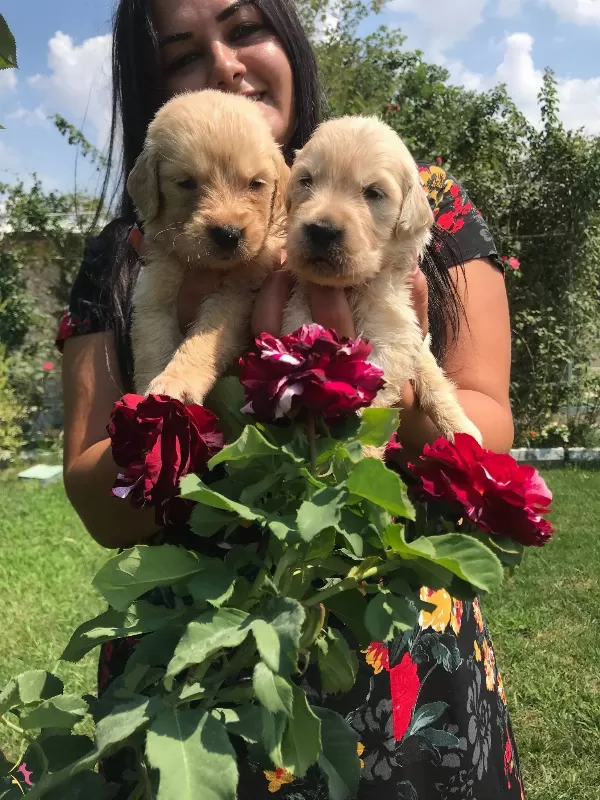 Mukemmel Baby Face Golden Retriever Yavrularımız