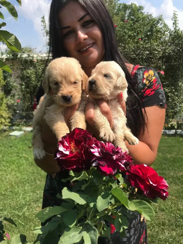 Mukemmel Baby Face Golden Retriever Yavrularımız