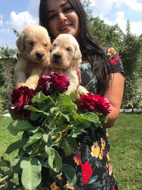 Mukemmel Baby Face Golden Retriever Yavrularımız