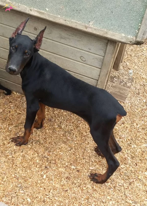 Erkek 4 Aylık Dobermanımız