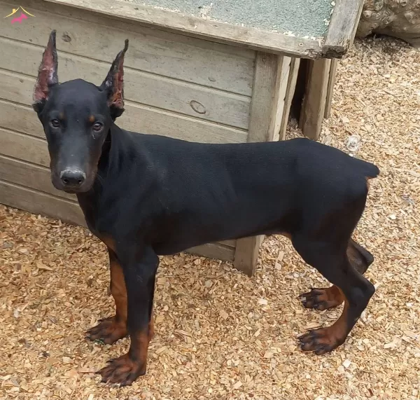 Erkek 4 Aylık Dobermanımız