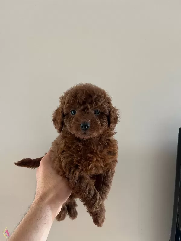 Teacup Kore Redbrown Bebekler