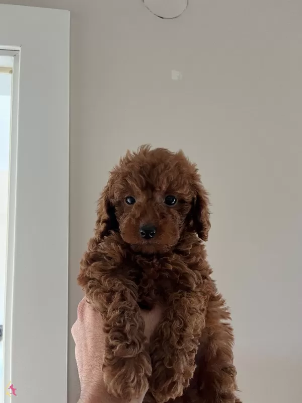 Teacup Kore Redbrown Bebekler