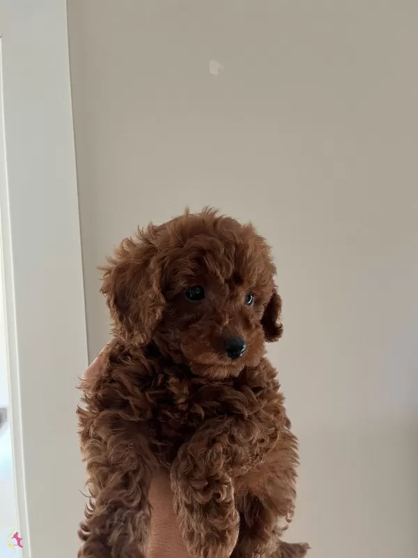 Teacup Kore Redbrown Bebekler