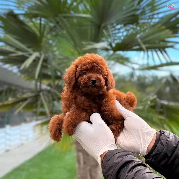 Kore Poodle Yavrum Sizleri Bekliyor