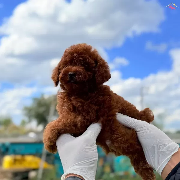 Kore Poodle Yavrum Sizleri Bekliyor