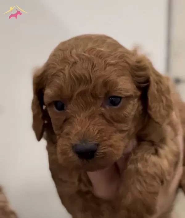 Red Poodle Bebeklerimiz