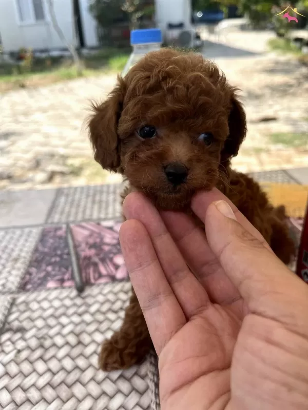 Secere Belgeli Toy Poodle Bebekler