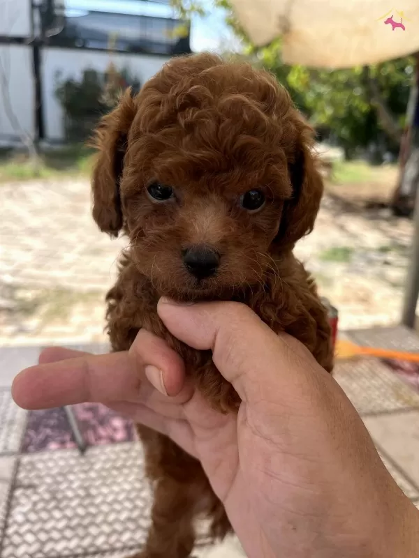 Secere Belgeli Toy Poodle Bebekler