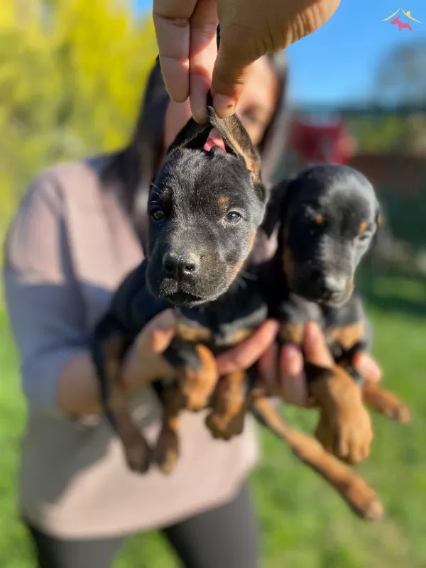 Safkan Doberman Yavrularımız
