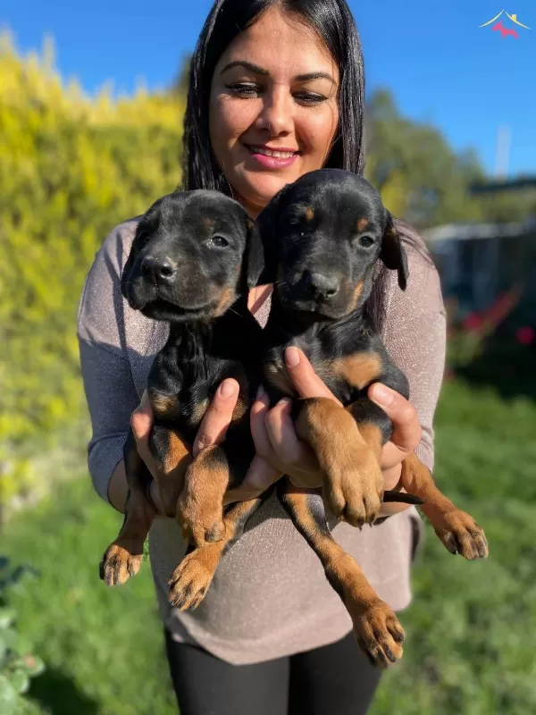 Safkan Doberman Yavrularımız