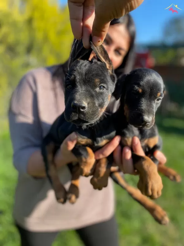 Safkan Doberman Yavrularımız