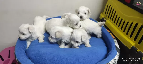 Kore Maltese Teriyer Yavrularmz