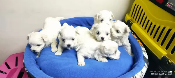 Kore Maltese Teriyer Yavrularmz