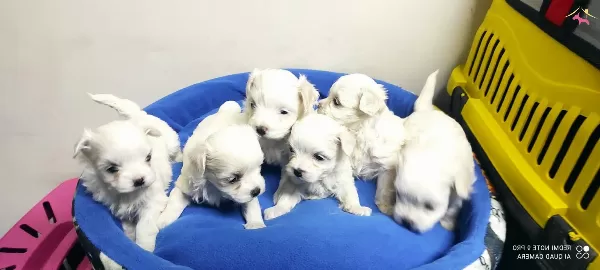 Kore Maltese Teriyer Yavrularmz